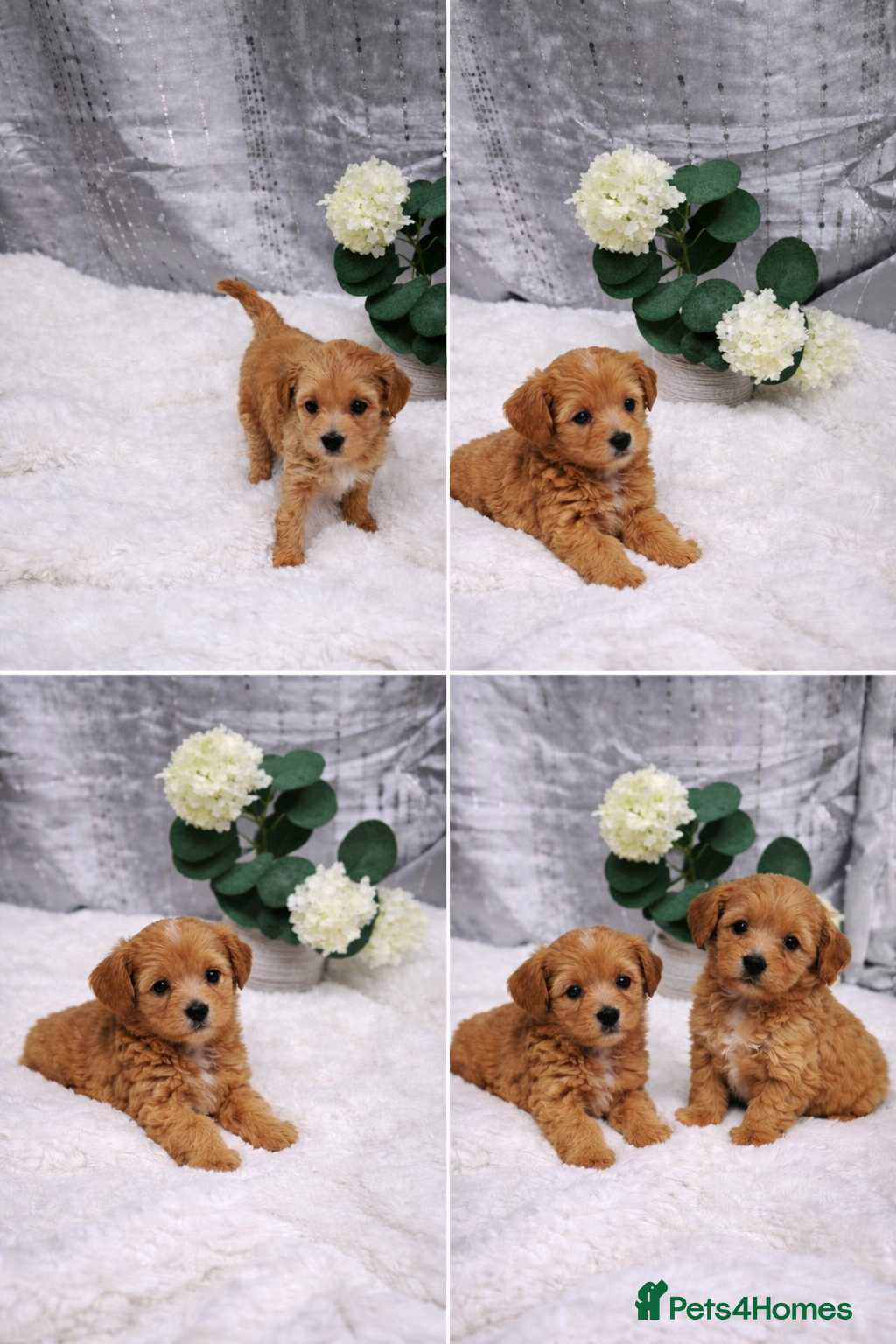 Maltipoo dogs Tiny Asian maltipoos - Advert 1