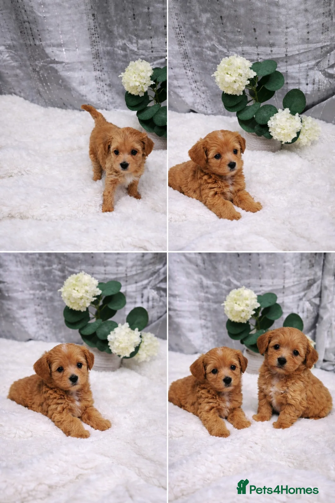 Maltipoo dogs for sale: Tiny Asian maltipoos - Advert 1