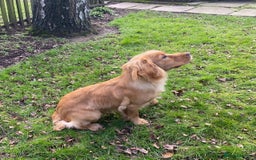 Cocker Spaniel dogs for stud: Beautiful Golden Cocker Spaniel - Image 2