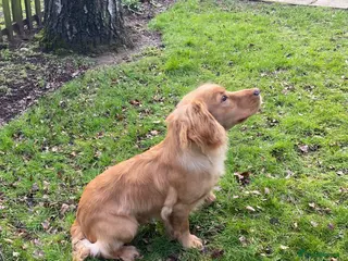 Cocker Spaniel dogs Beautiful Golden Cocker Spaniel - Advert 17