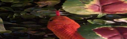 Corn Snake reptiles for sale: Male 4year old corn snake in Cupar - Advert 3