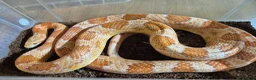 Corn Snake reptiles for sale: 5 Corn Snakes ready to leave  in Wisbech - Advert 9