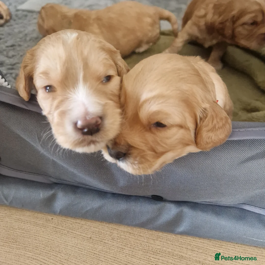 Cockapoo dogs for sale: Gorgeous Golden cockerpoos- 3 weeks old in Stevenage - Advert 13