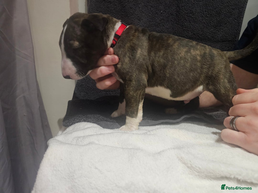 English Bull Terrier dogs for sale: Top Quality KC English Bull Terrier Puppies - Advert 3