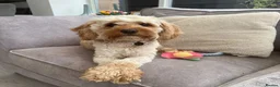 Cavapoo dogs for adoption: BEAR FOSTER TO ADOPT-Cornwall/Devon/SomersetBorder - Advert 25