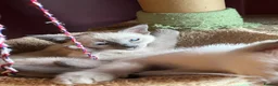 Oriental cats for sale: 7 RAGDOLL/SIAMESE KITTENS  - Advert 22