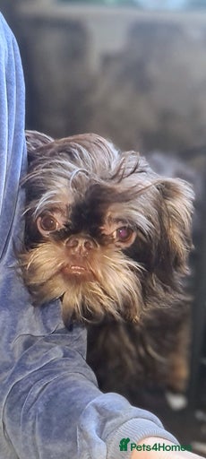 Gallery Image {{count}}