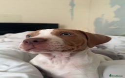 Mixed Breed dogs for sale: staffordshire bully x springer open to any offers - Image 3