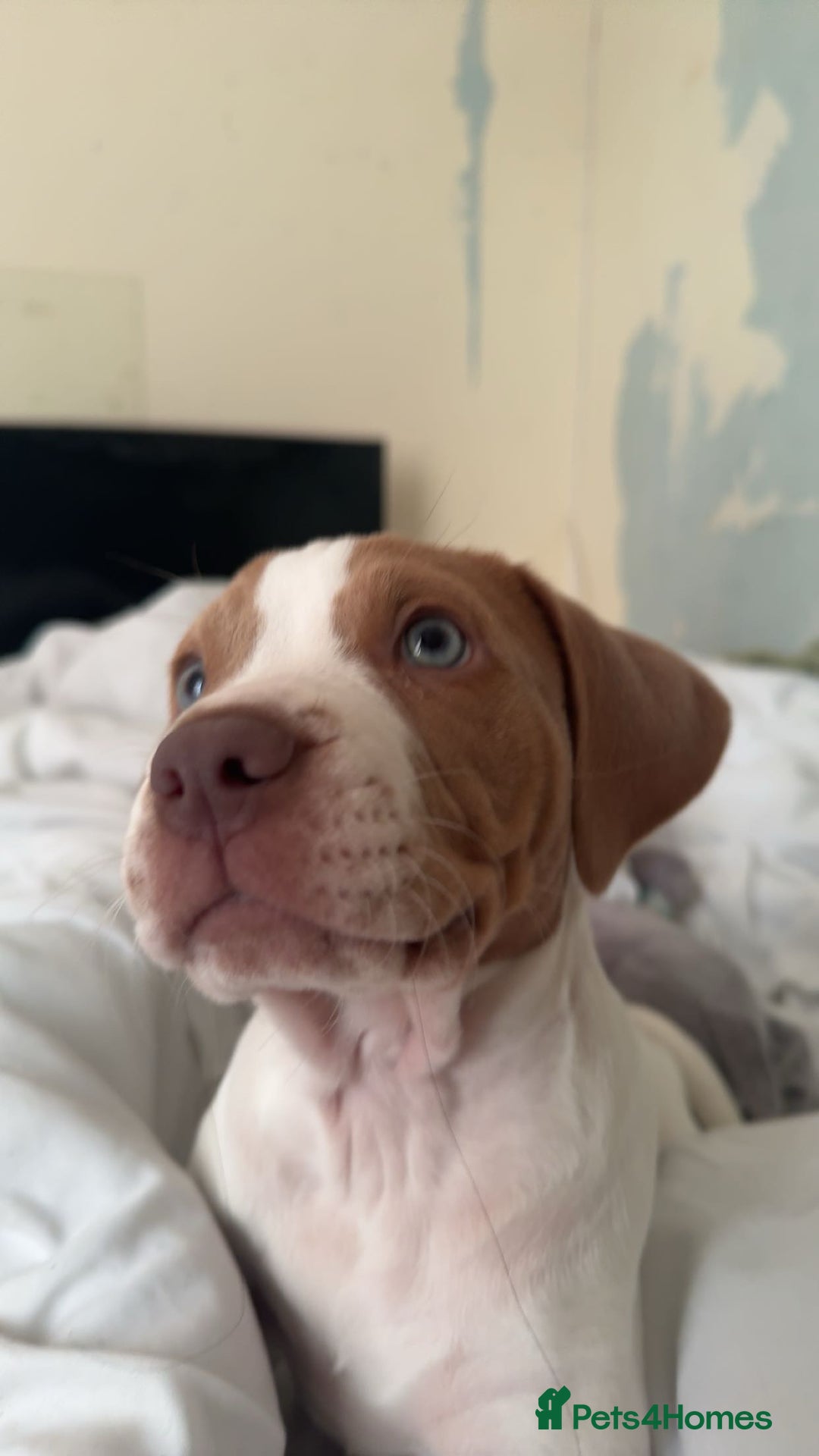 Mixed Breed dogs for sale: staffordshire bully x springer open to any offers - Image 3
