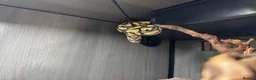 Python Snake reptiles for sale: Snakes and full setup  in Shrewsbury - Advert 5