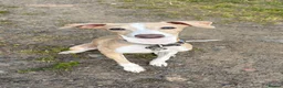 Italian Greyhound dogs for sale: Cream /fawn Italian greyhound boy - Advert 6