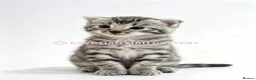 Egyptian Mau cats for sale: TICA reg SNOW LEOPARD EGYPTIAN MAU X BENGAL  - Advert 19