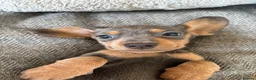 Miniature Dachshund dogs for sale:  Ready now PRA clear Miniature dachshunds - Advert 8