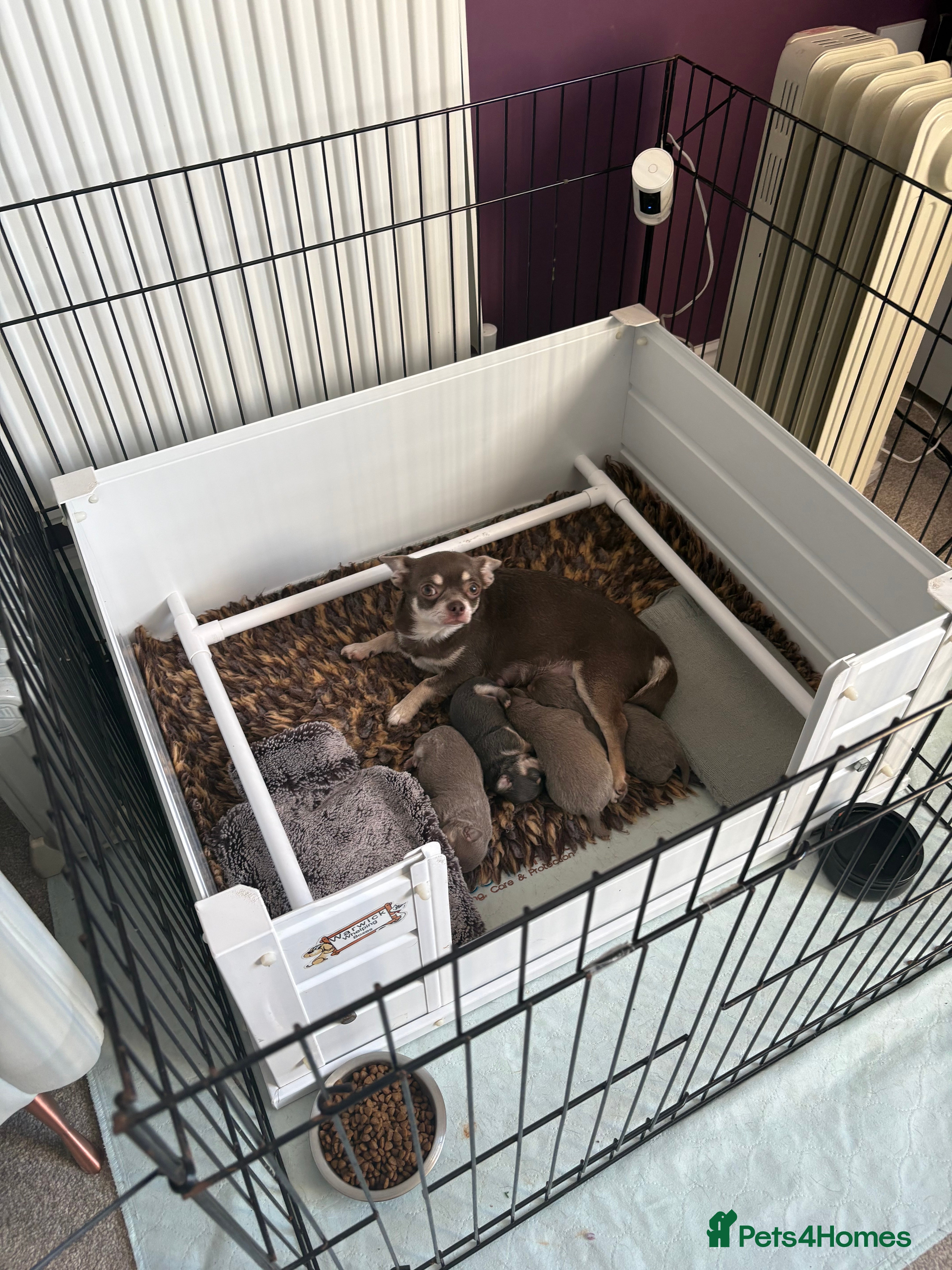 Chihuahua dogs 🎉BORN 25/12/25🎉.  5⭐️ licensed breeder - Advert 16