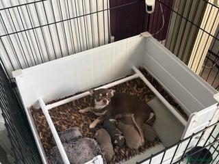 Chihuahua dogs 🎉BORN 25/12/25🎉. 5⭐️ licensed breeder - Advert 16