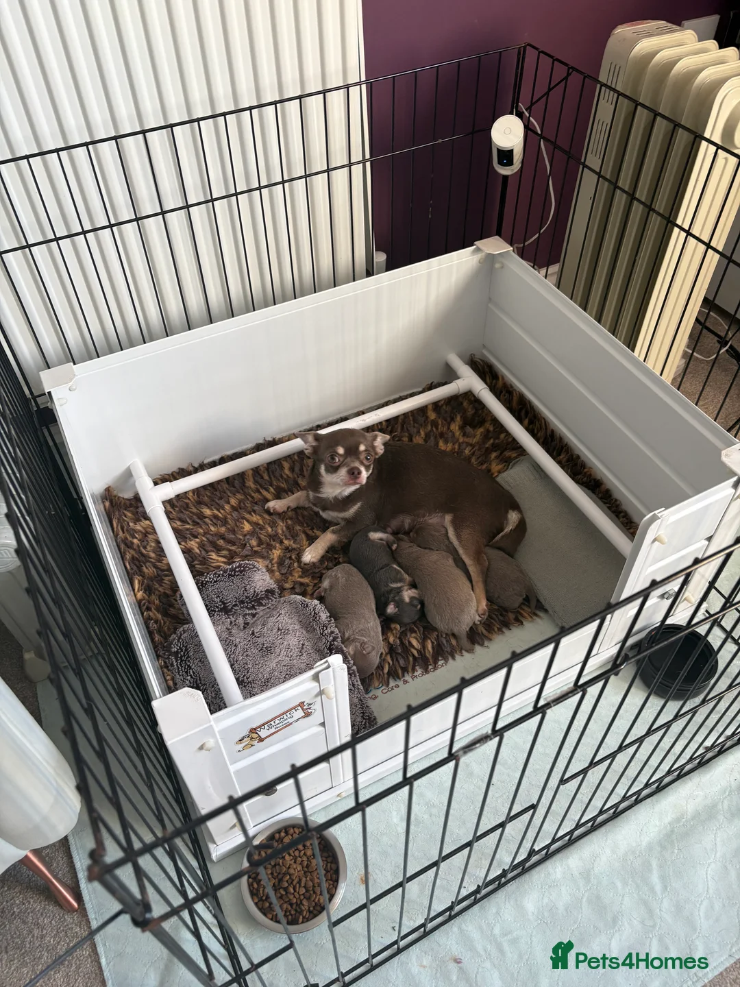 Chihuahua dogs for sale: 🎉BORN 25/12/25🎉. LAST BOY READY 13/03/26 💛💛💛 - Advert 11