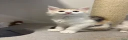 Maine Coon cats for sale: READY TO GO! Maine coon kittens  - Advert 22