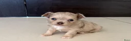 Chihuahua dogs for sale: Stunning litter of mixed Merle and Lilac fawn - Advert 1