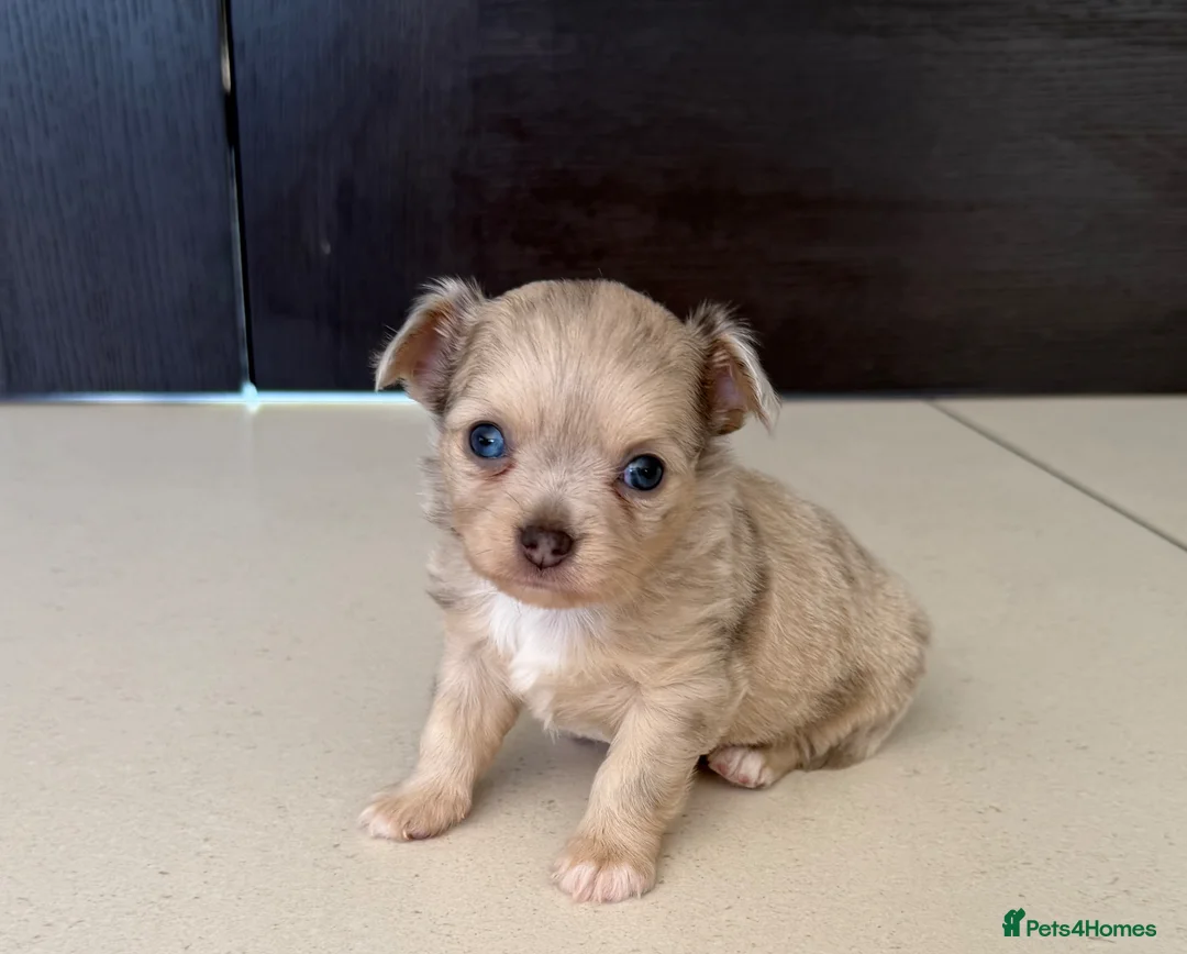 Chihuahua dogs for sale: Stunning litter of mixed Merle and Lilac fawn - Advert 1