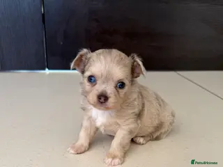 Chihuahua dogs Stunning litter of mixed Merle and Lilac fawn - Advert 1