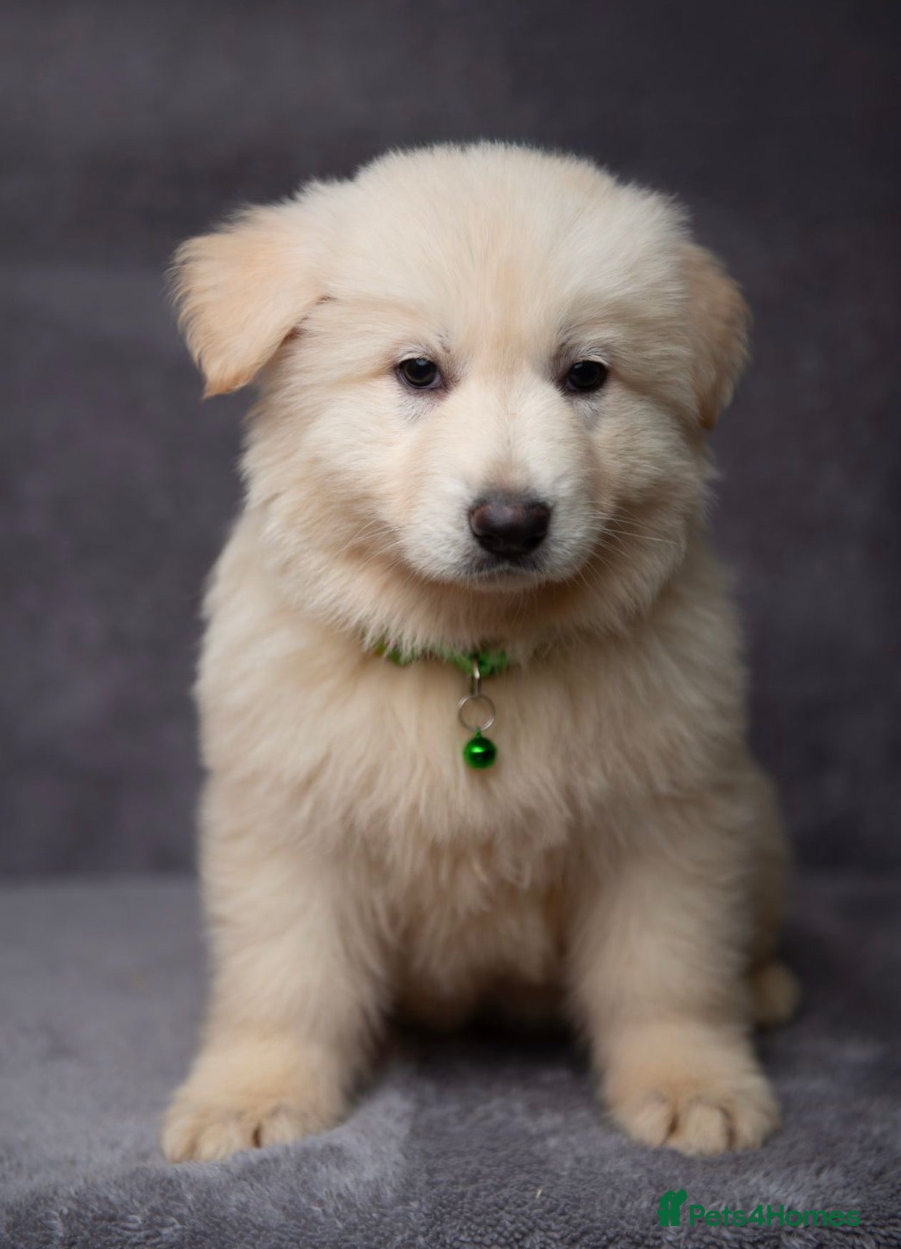 German Shepherd dogs  WHITE GERMAN SHEPHERD PUPPIES FOR SALE - Advert 2