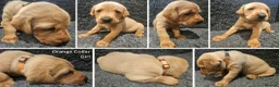 Labrador Retriever dogs for sale: Stunning Red Fox Labs : Health Checked-KC Reg-FTCH - Advert 4