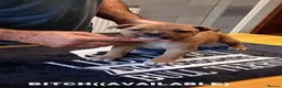 Staffordshire Bull Terrier dogs for sale: SBT KC REGISTATION PUPPIES, 6 BITCHES & 1 DOG - Advert 10