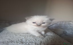 Ragdoll cats for sale: 🩵Blue Point KITTENS for sale!🩵 - Image 2