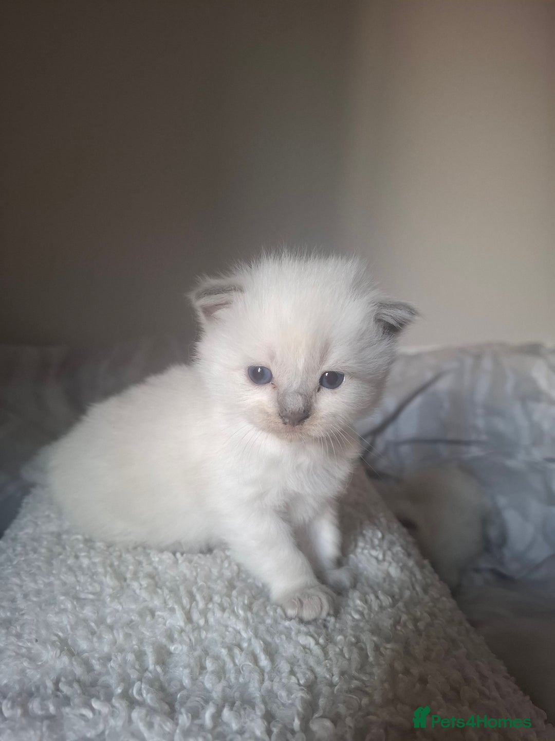 Ragdoll cats for sale: 🩵Blue Point KITTENS for sale!🩵 - Image 2