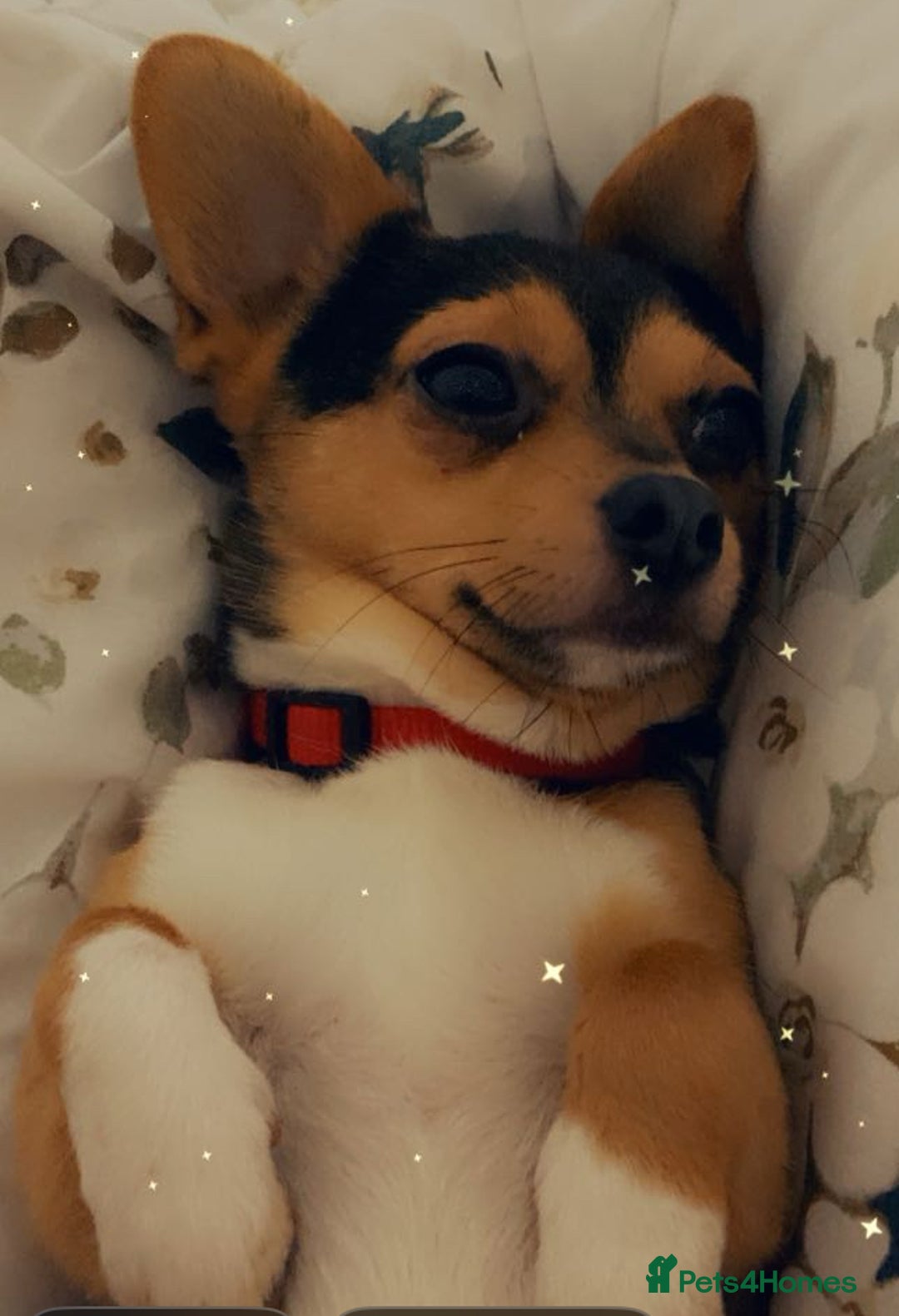 Chihuahua dogs for stud: Dog for stud  - Image 4