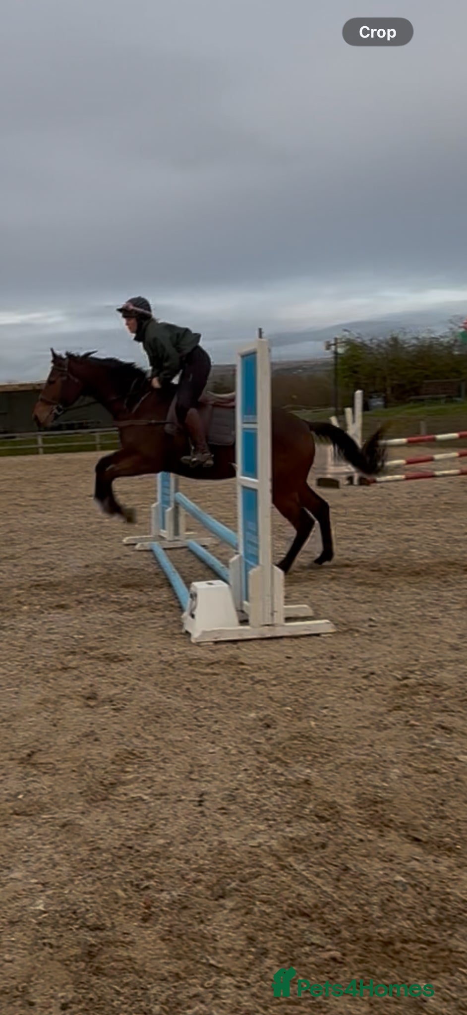 Irish Thoroughbred horses Rising 5 year old mare  - Advert 1