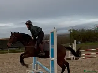 Irish Thoroughbred horses Rising 5 year old mare - Advert 1