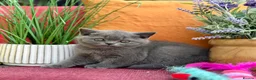 British Shorthair cats for sale: British Shorthairs**READY NOW** - Advert 12