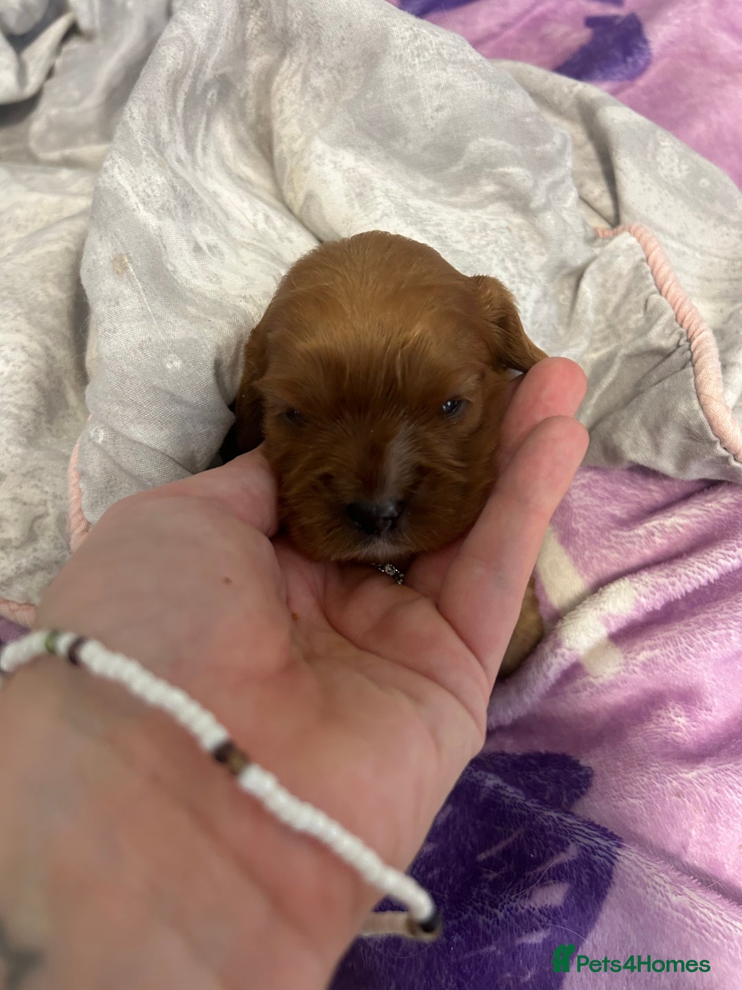 Cavalier King Charles Spaniel dogs for sale: Ruby cavalier king charles - Image 14