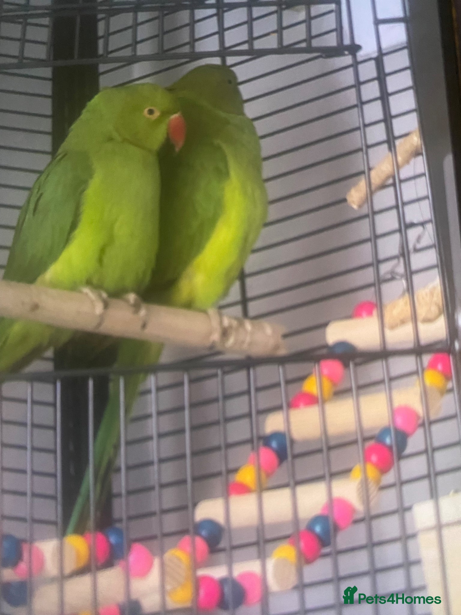 Ringnecks birds for sale: Indian ring neck parrots for sale 🦜❤️ - Advert 3