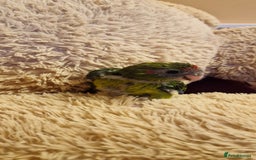 Parakeets birds for sale: Hand Tame kakarikis - Image 1