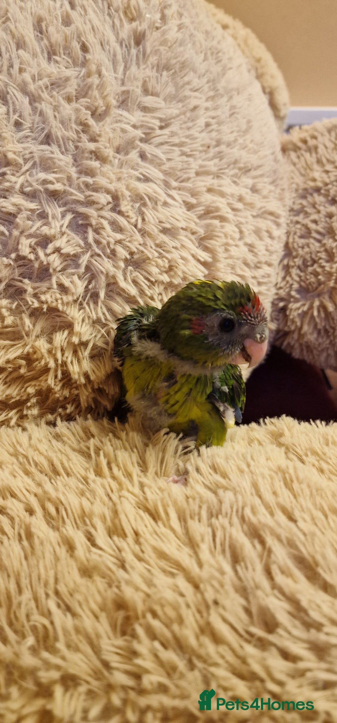 Parakeets birds for sale: Hand Tame kakarikis - Image 1