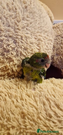Parakeets birds - Advert 10