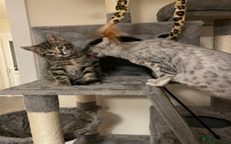 Bengal cats for sale: Stunning Bengal cross kittens  - Image 7