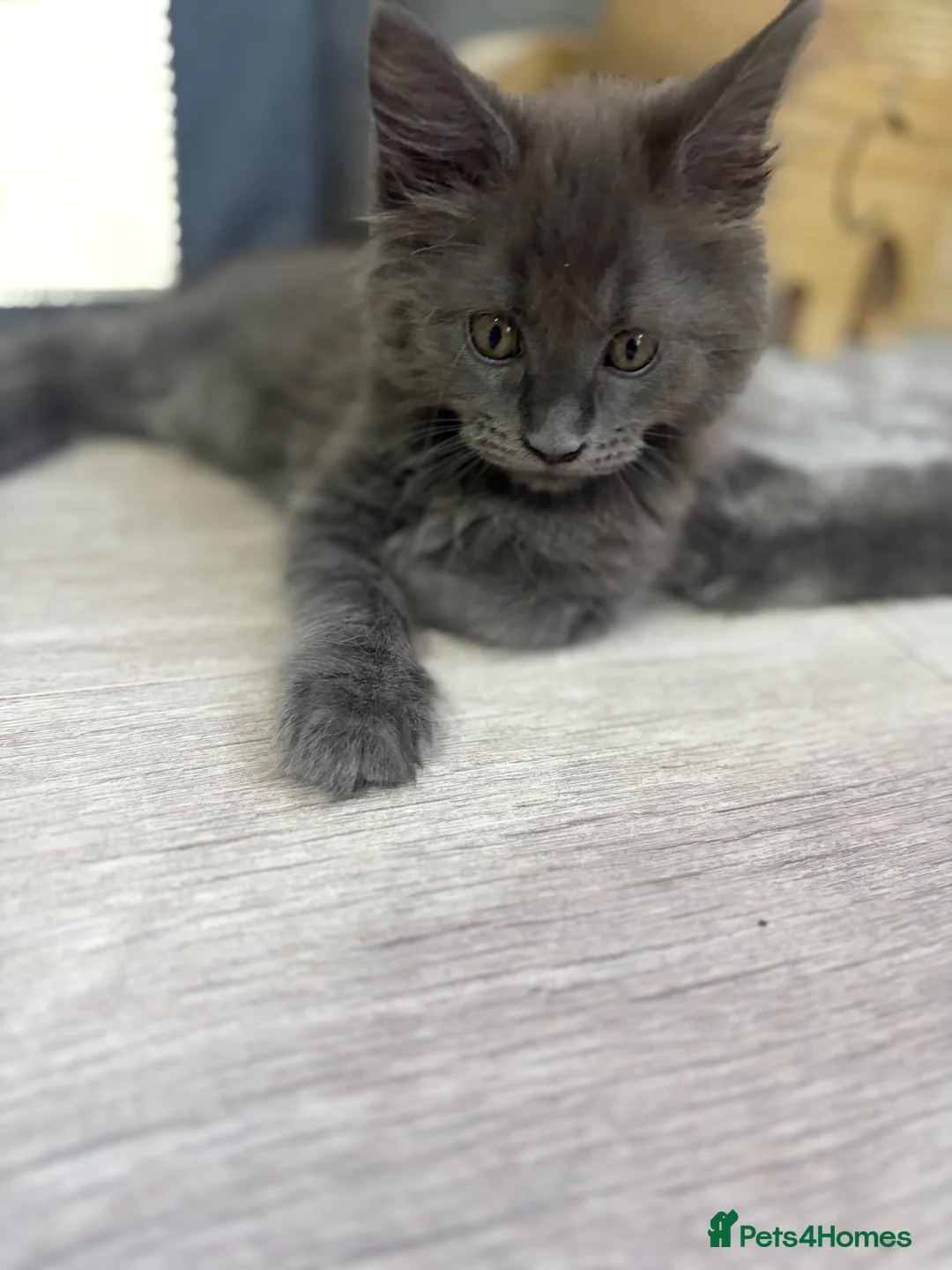 Maine Coon cats for sale: Beautiful 12 week old Maincoon  - Advert 2