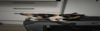 Calico 