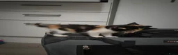 Mixed Breed cats for sale: Kittens for sale ready now  - Advert 12
