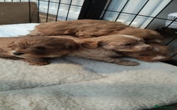 Cavapoo dogs for sale: Quality Cavapoo Puppies.  - Image 3