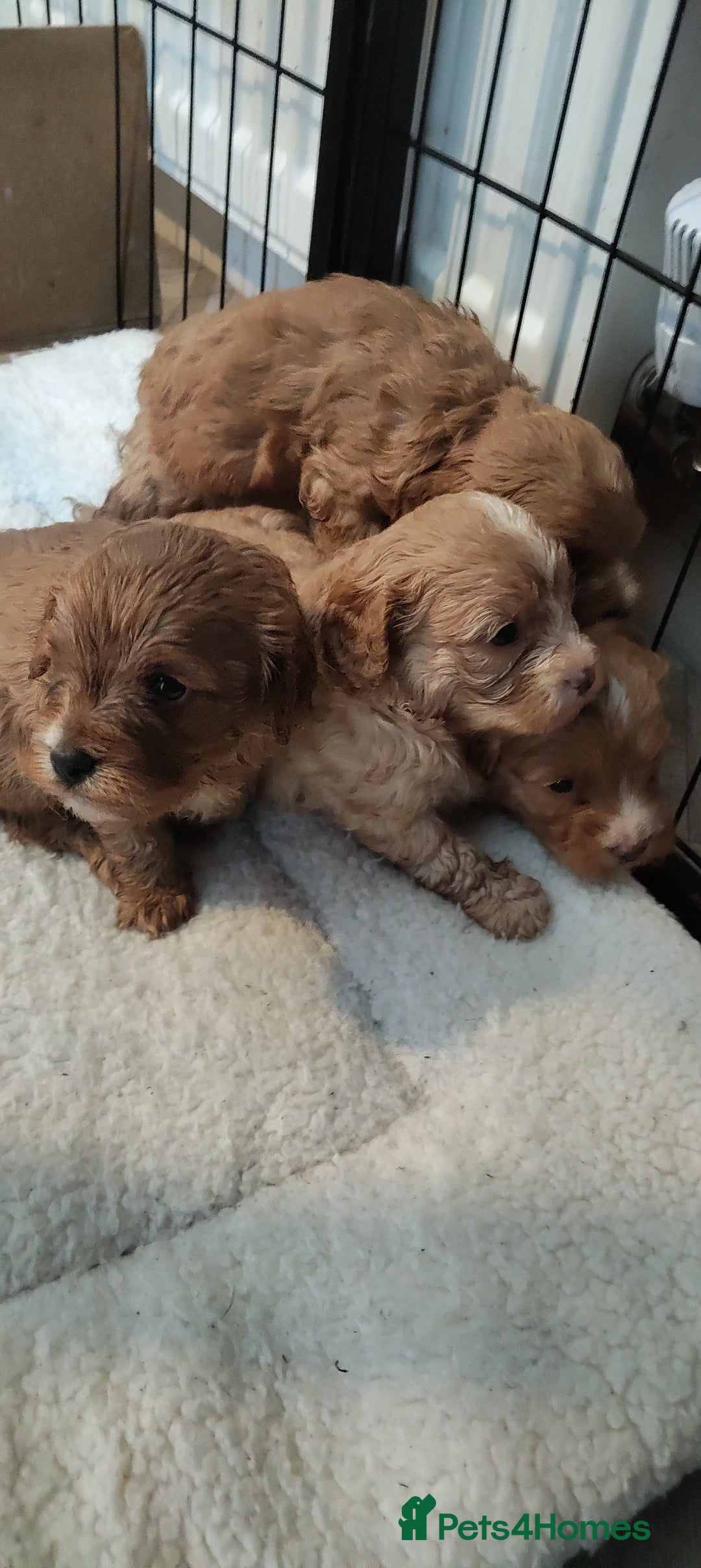 Cavapoo dogs for sale: Quality Cavapoo Puppies.  - Image 3