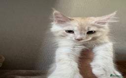 Maine Coon cats for sale: Ready now Maine Coon large Boys GCCF - Image 5