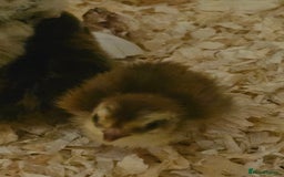 Quail poultry for sale: Celadon quail chicks  - Image 1