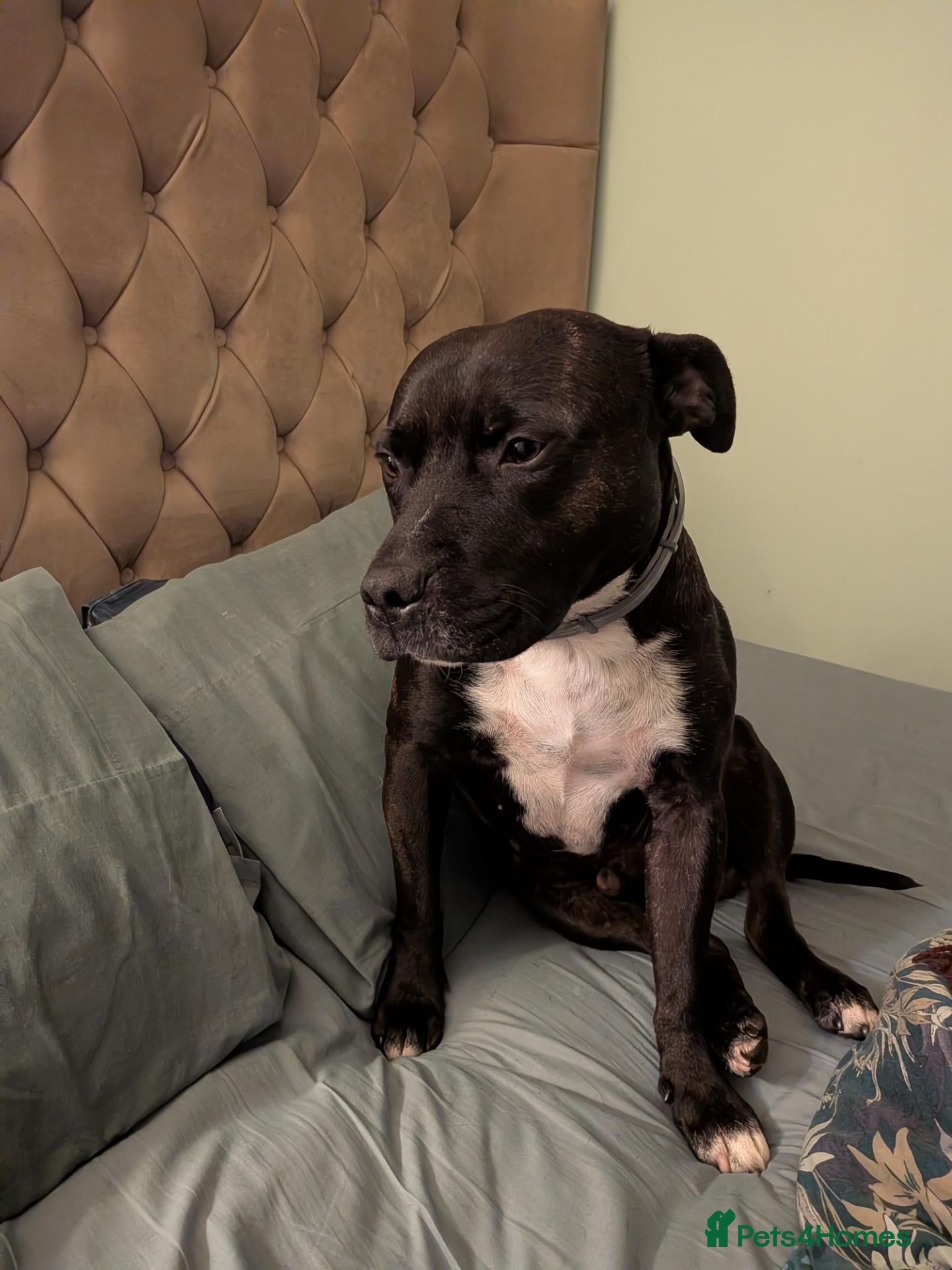 Staffordshire Bull Terrier dogs Zeus 🐅 - Advert 8