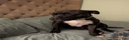 Staffordshire Bull Terrier dogs for stud: Zeus 🐅 - Advert 1