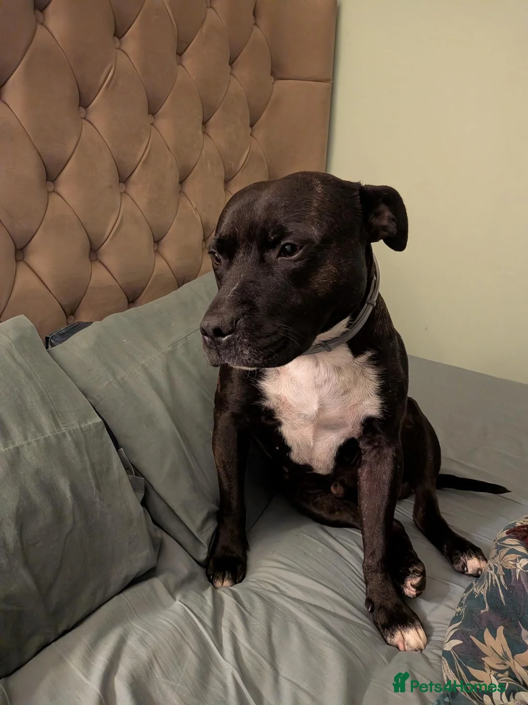 Staffordshire Bull Terrier dogs for stud: Zeus 🐅 - Advert 1