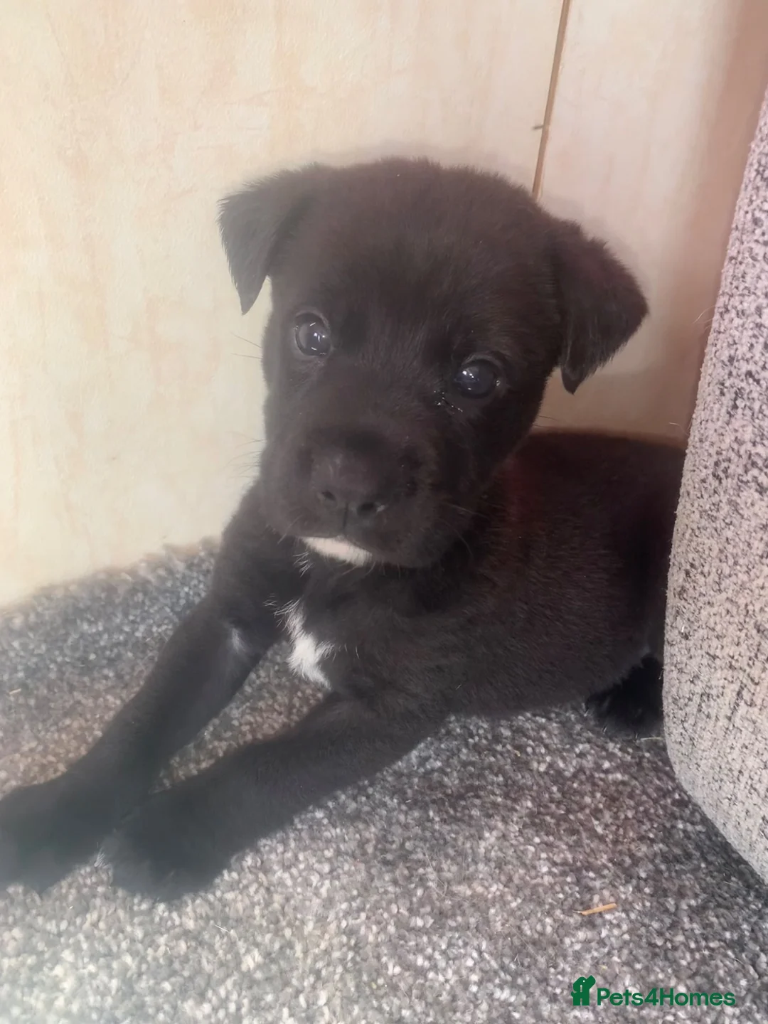 Mixed Breed dogs for sale: German Shepherd Cross staff - Advert 3